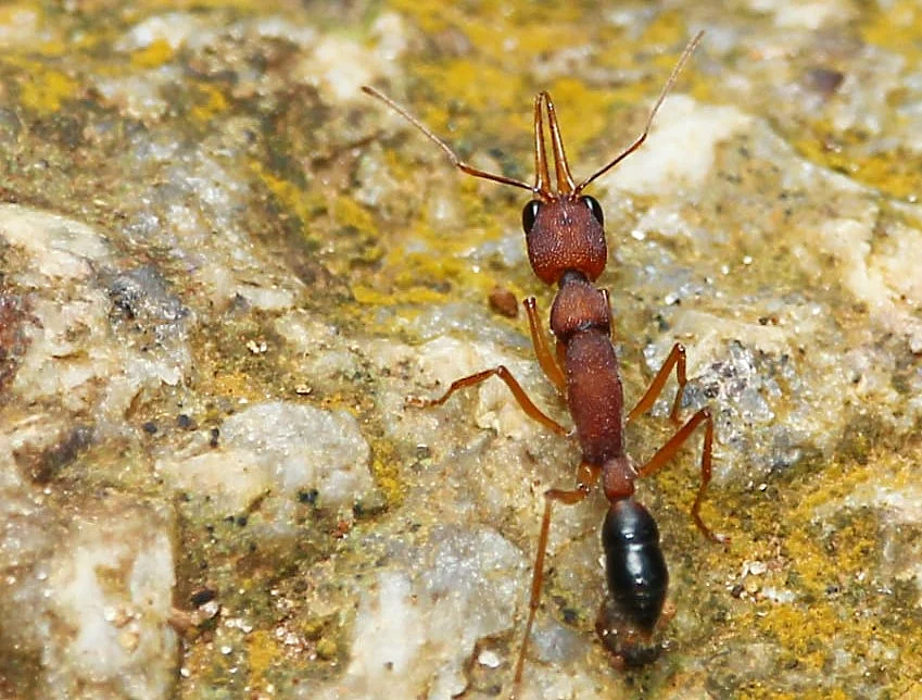 இந்திய குதிக்கும் எறும்பு/ Indian Jumping ants