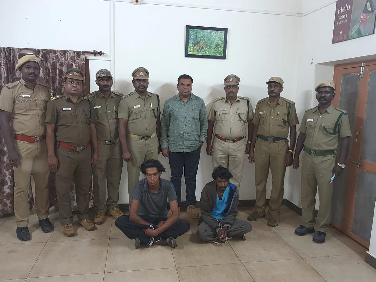 நீலகிரி: மாட்டிறைச்சியில் கலக்கப்பட்ட விஷம்... தாய் புலியைக் கொன்றவர்கள் கைது!