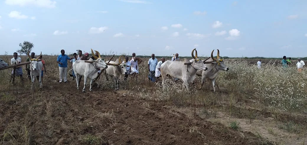 பொன்னேர் பூட்டிய மானாவாரி விவசாயிகள்