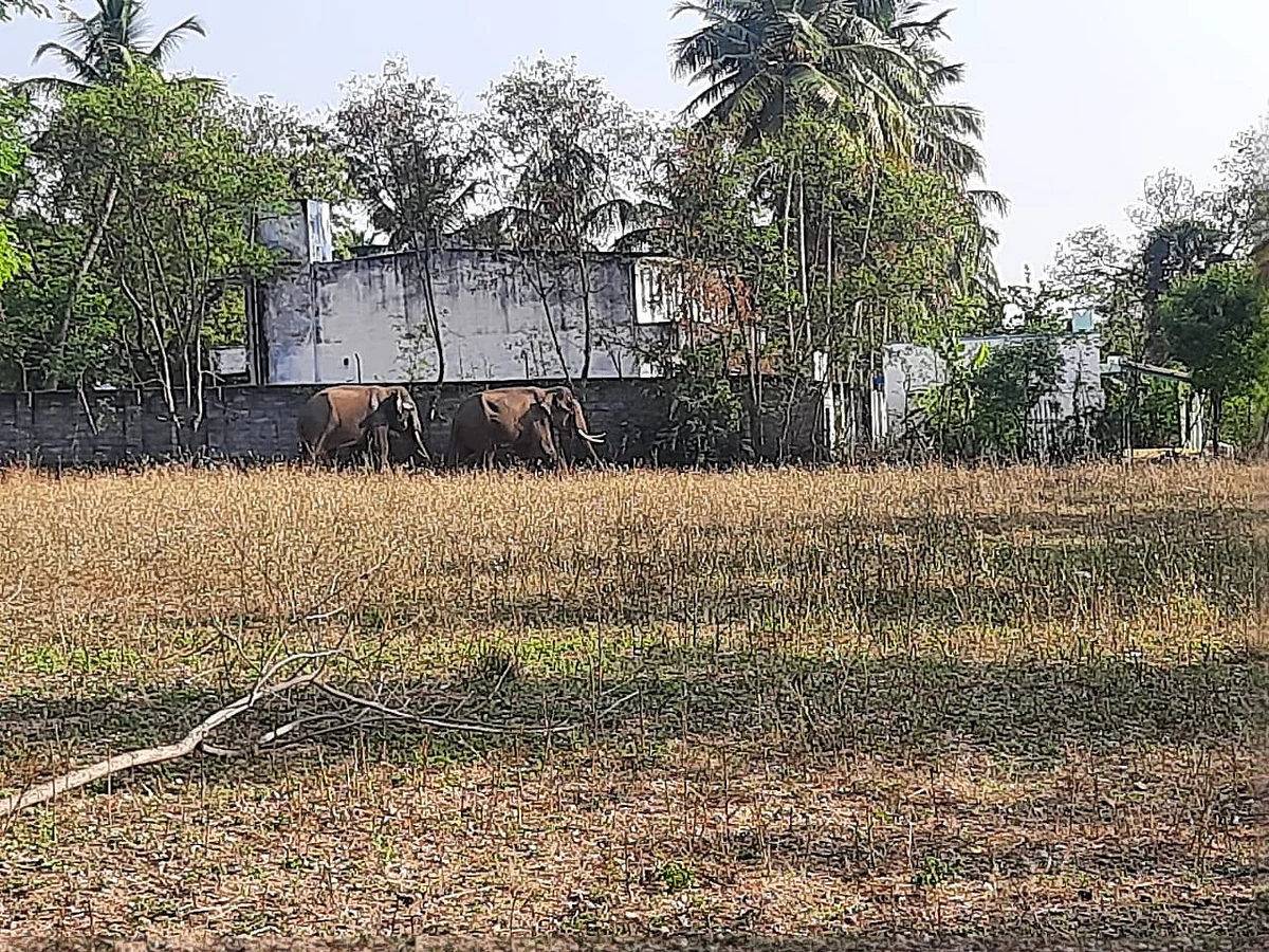 கிராமத்துக்குள் நுழைந்த யானைகள்