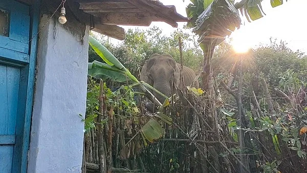 மாஞ்சோலை பகுதியில் வீட்டின் அருகே யானை