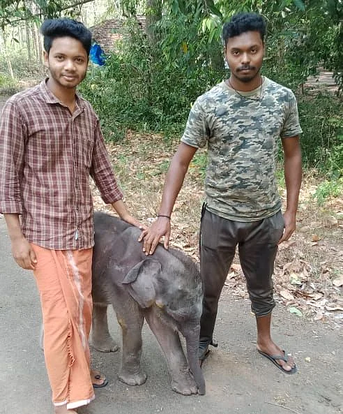 elephant calf