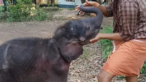 elephant calf