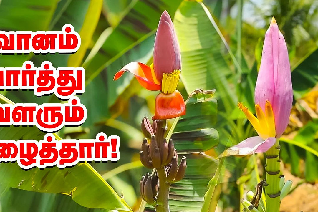 வாழை