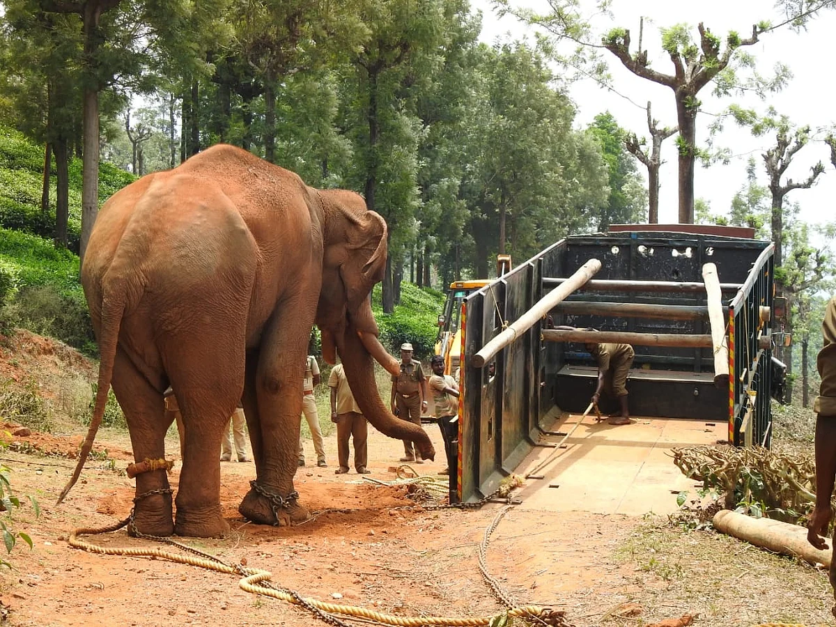 kumki