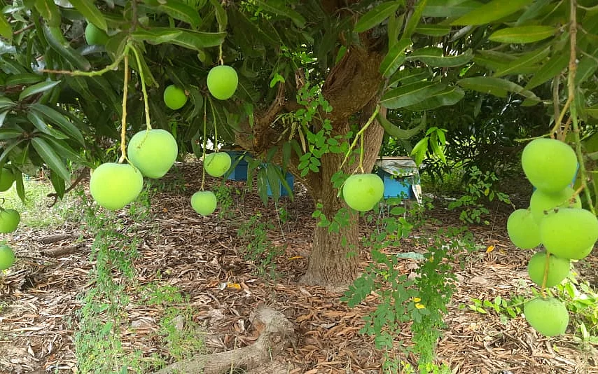 மாங்காய் விலை வீழ்ச்சி
