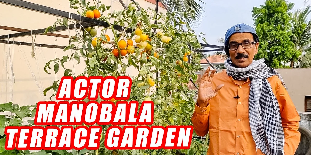 Terrace Gardening