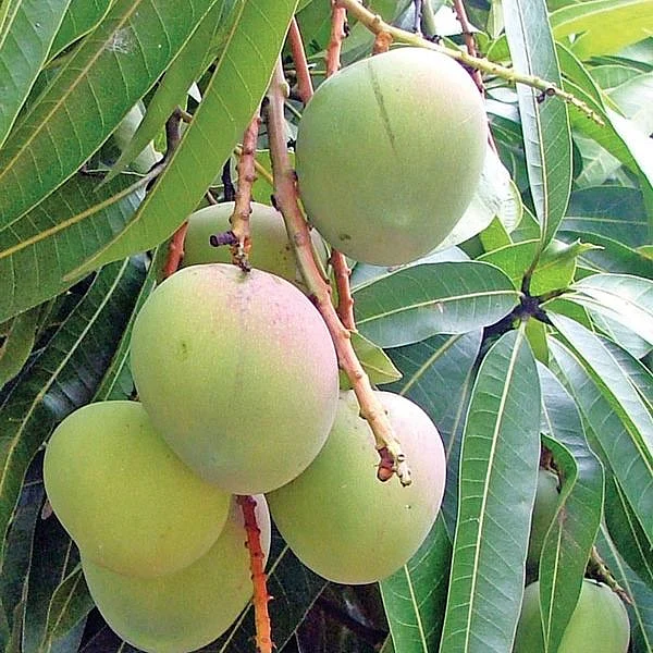 மாங்காய்