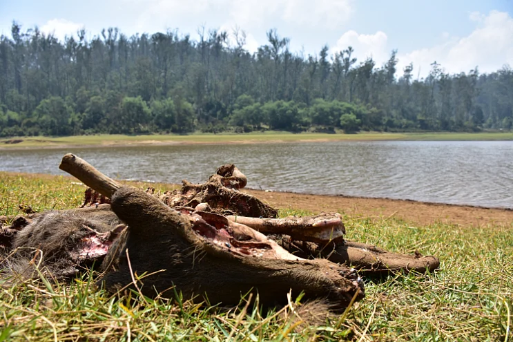 sambar deer found dead