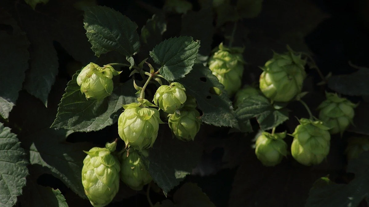 hop-shoots