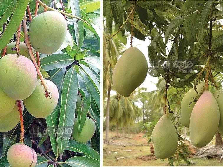 பருவம் தவறிய மழை, பூச்சித் தாக்குதல், மா விளைச்சல் எப்படி இருக்கும்?