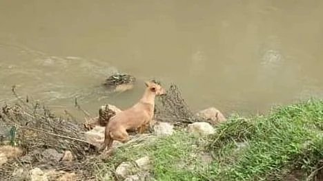 குவி