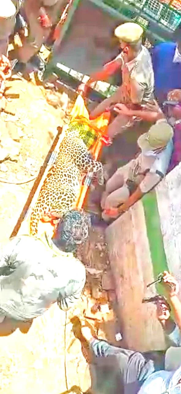 மயக்கமடைந்த சிறுத்தை