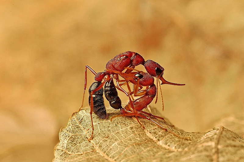Indian Jumping Ant