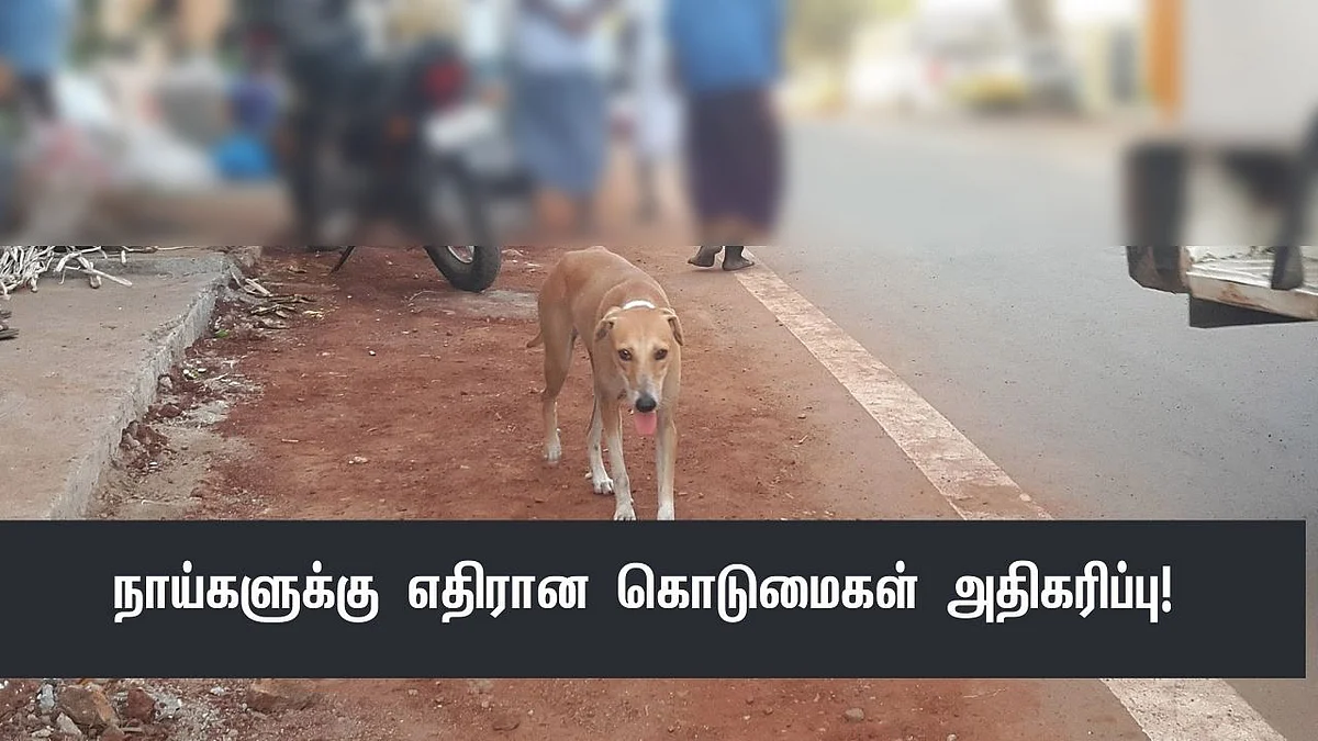 நாய்