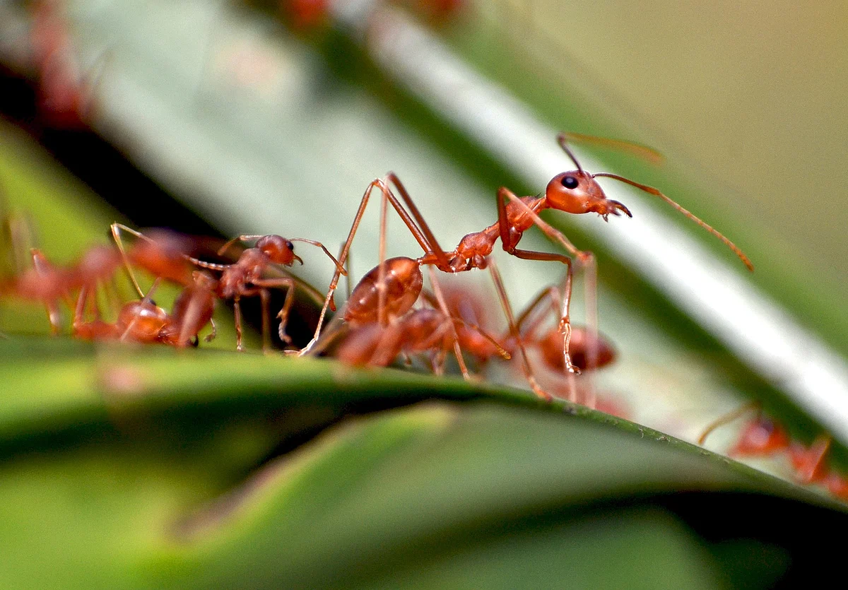 எறும்புகள்