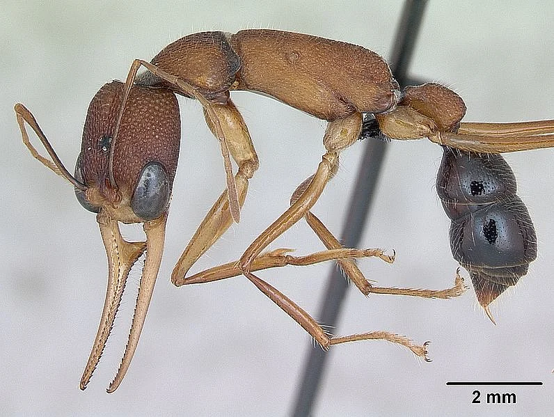 Indian Jumping Ant