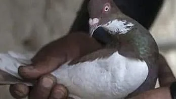 புறா