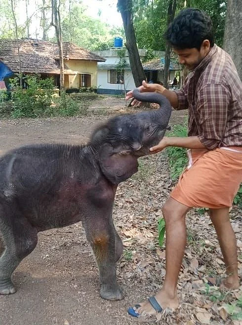 elephant calf