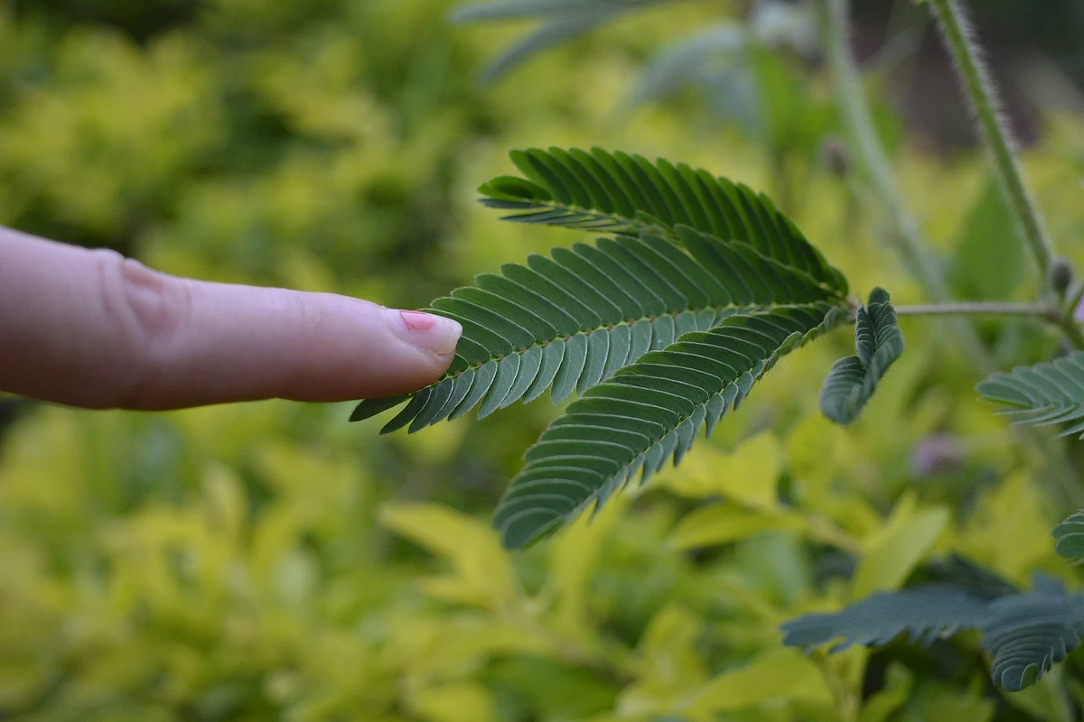 Touch Me Not Plant