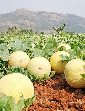 முலாம்பழம்
