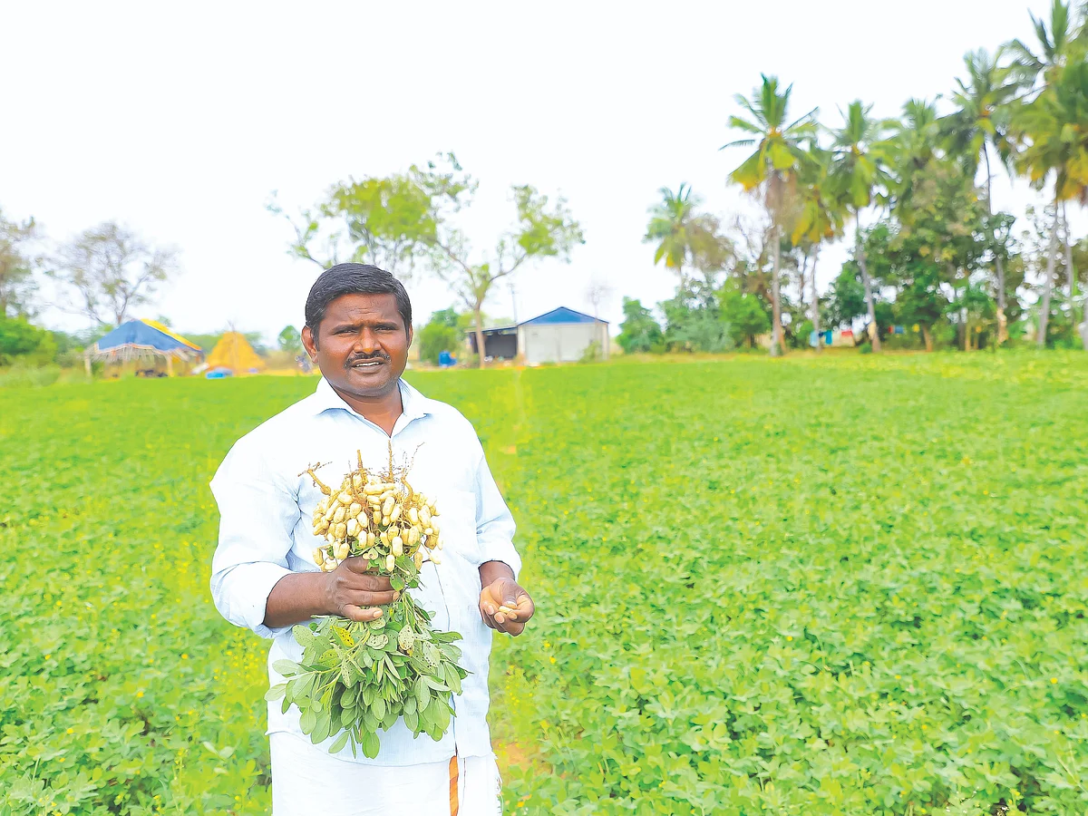 3.5 ஏக்கர்... ரூ.2 லட்சம் ...
நிறைவான வருமானம் தரும் நிலக்கடலை!