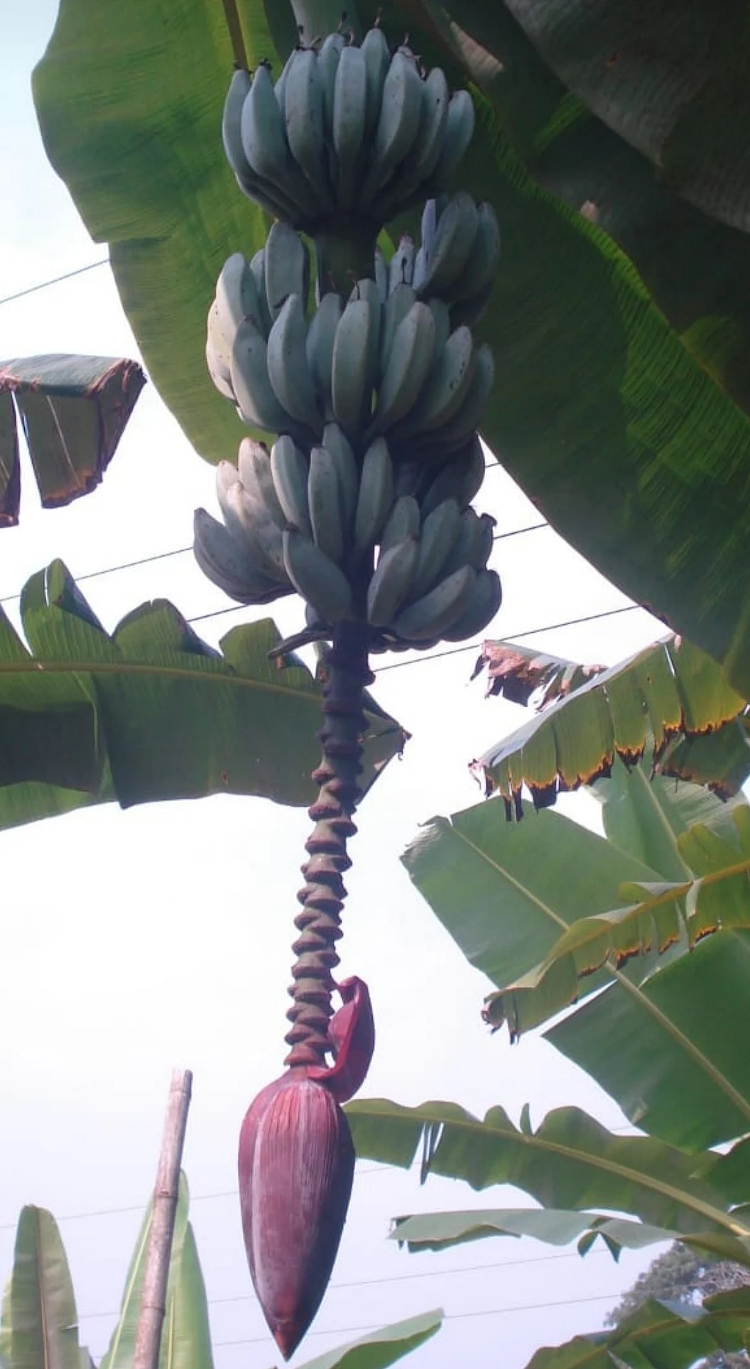 நெய் மன்னன் வாழை