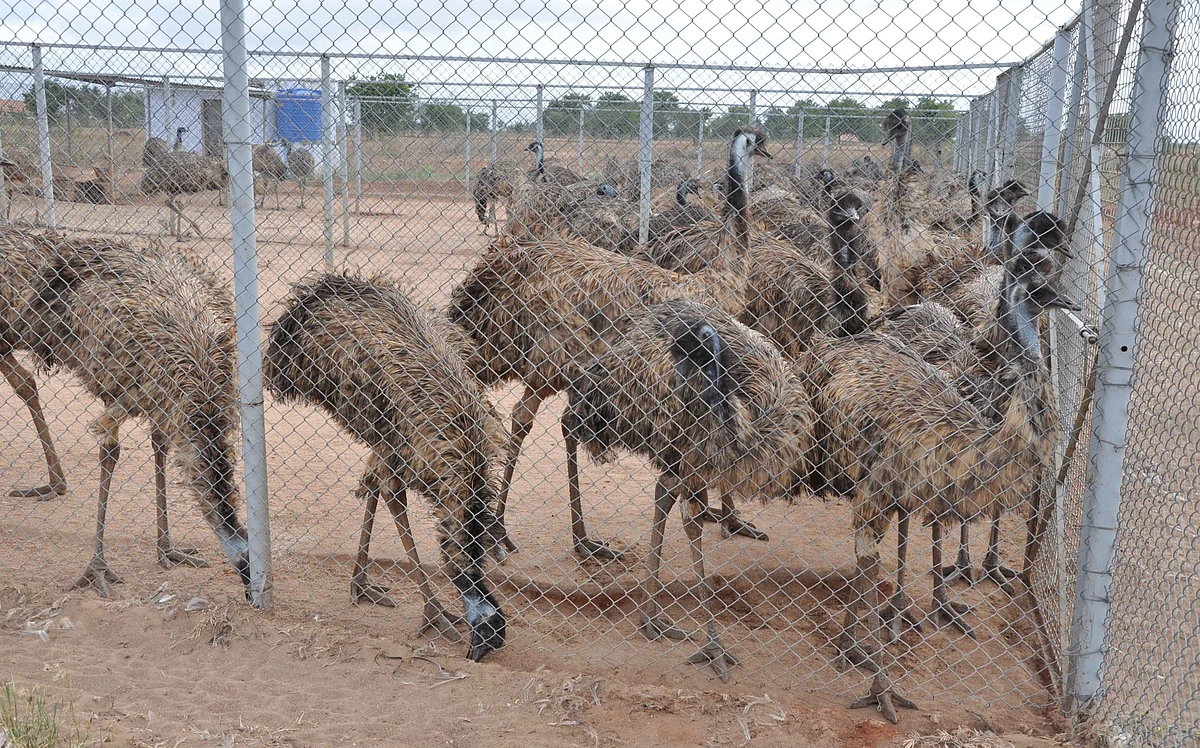 ஈமு கோழி