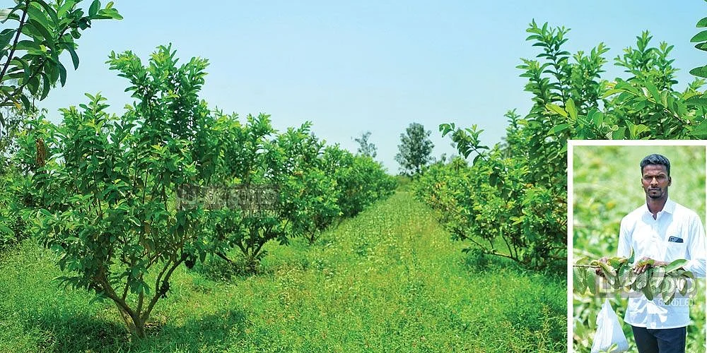 கொய்யாத் தோட்டம்