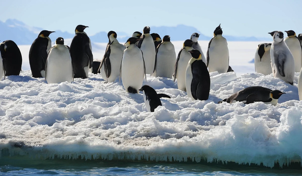 பென்குயின் | penguin