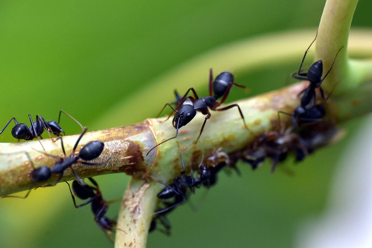 எறும்புகள்
