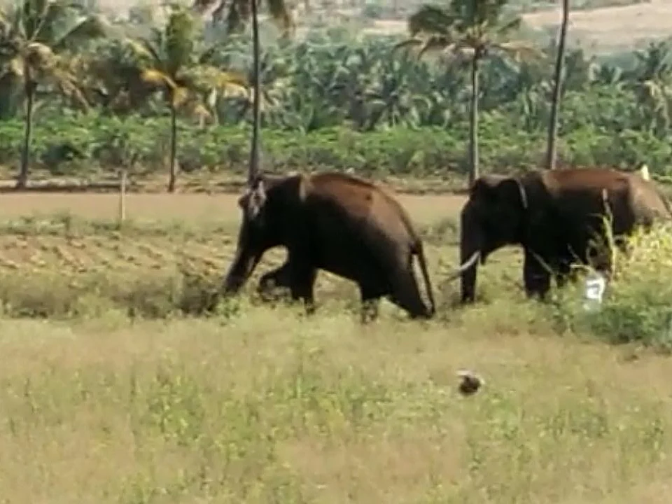 யானைகள்