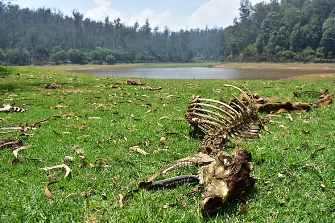 sambar deer found dead