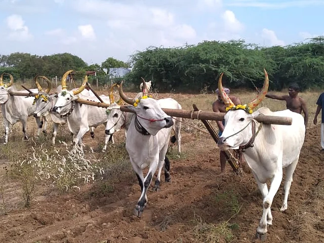 தூத்துக்குடி: சித்திரை மாத `பொன்னேர் உழுதல்'... வழிபட்டு பணிகளைத் தொடங்கிய விவசாயிகள்!