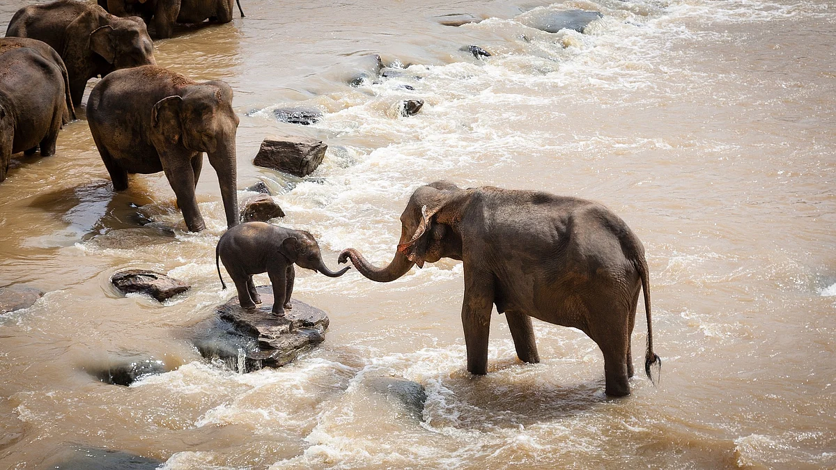 யானைகள்/ Representational Image