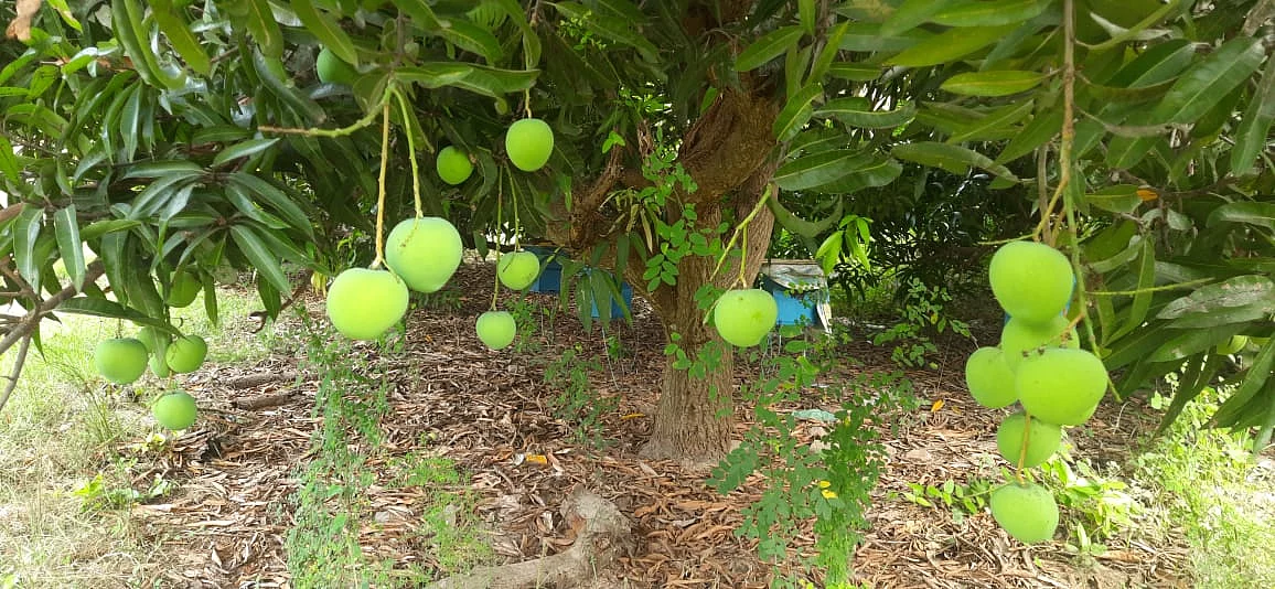 மாங்காய் விலை வீழ்ச்சி