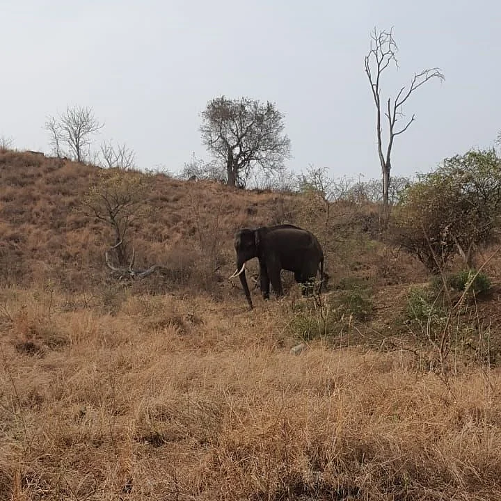 Wild elephant