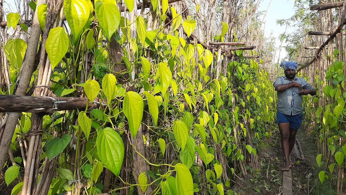 வெற்றிலை விவசாயம்