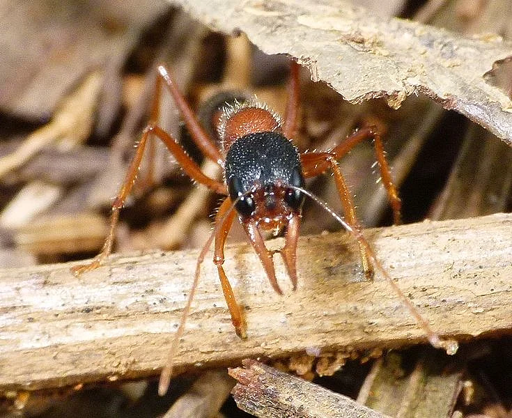 இந்திய குதிக்கும் எறும்பு/ Indian Jumping ants