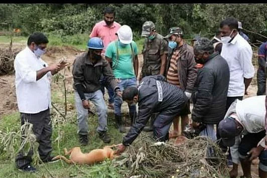 மீட்புக் குழுவினருடன் குவி