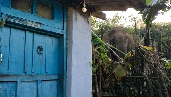 வீடுகளை வலம் வரும் யானை