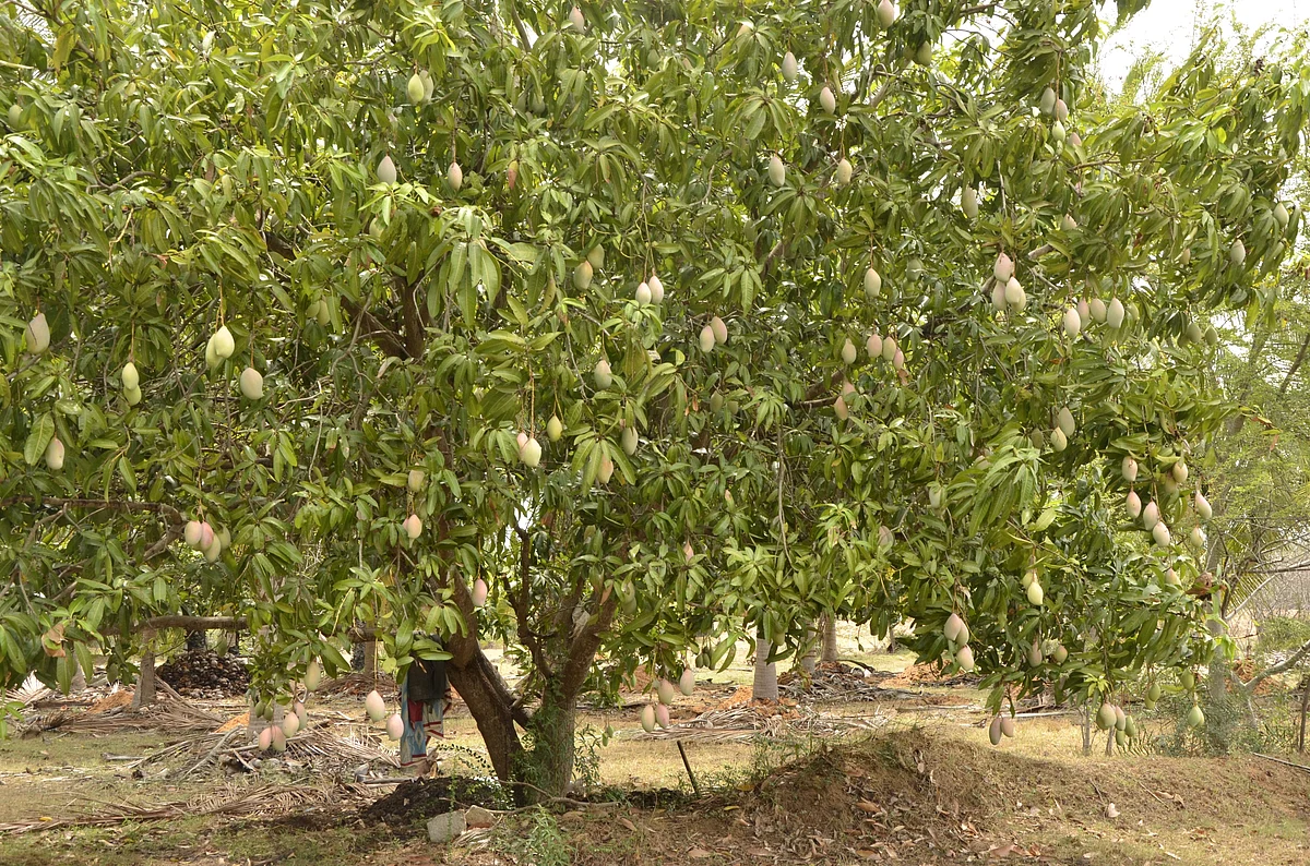 மாமரம்