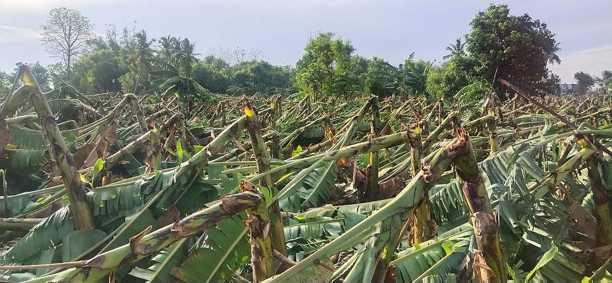 சுறாவளிக் காற்றில் பாதிக்கப்பட்ட வாழைத் தோட்டம்