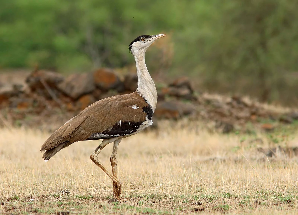 கானமயில் (The Great Indian Bustard)