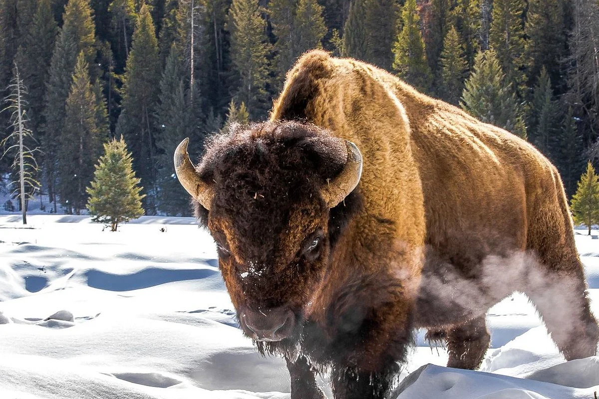 american bison