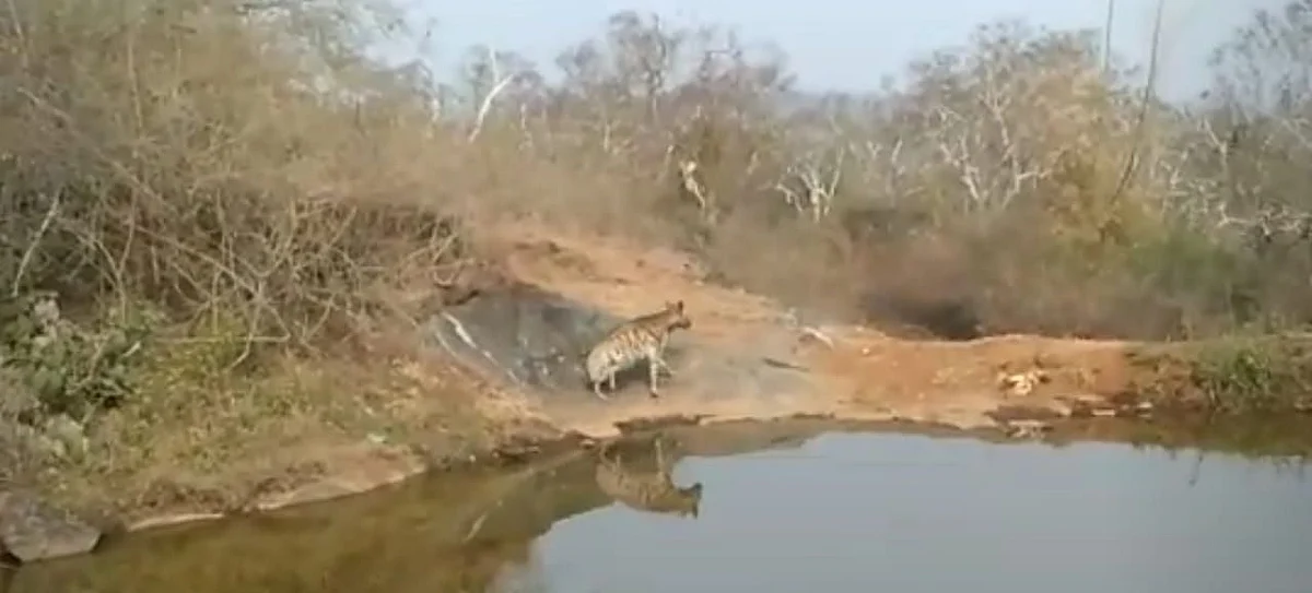 striped hyena