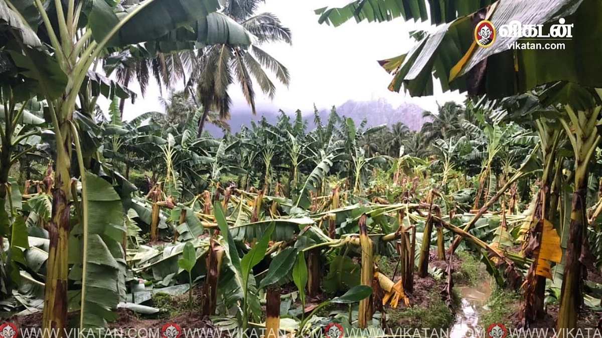 மழையால் அழிந்த வாழைகள்