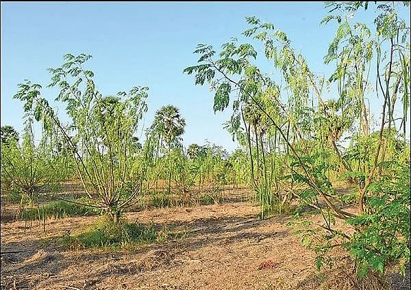 முழு ஊரடங்கு, முழு குழப்பம், தெளிவில்லாத அறிக்கை, திண்டாடும் விவசாயிகள்... தேங்கும் விளைபொருள்கள்!
