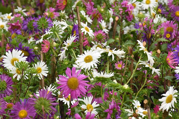 ooty garden