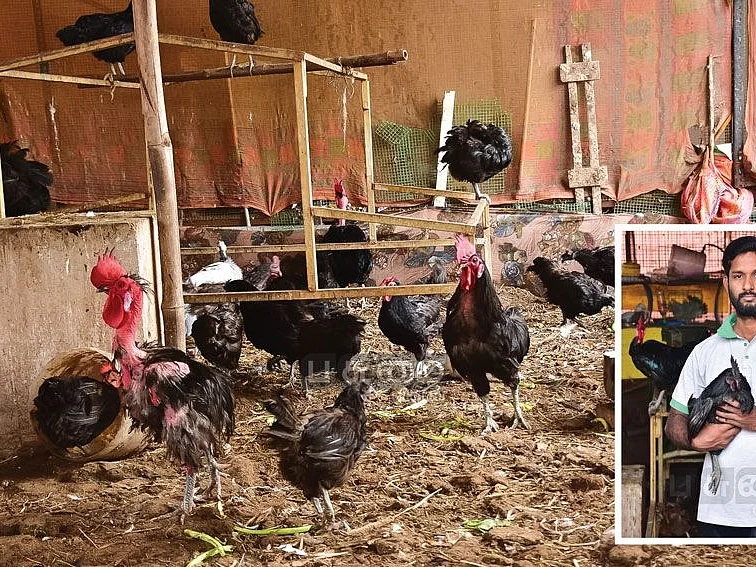 75 தாய்க்கோழிகள்... மாதம் ரூ.30,000 வருமானம்... மொட்டை மாடியில் கோழி வளர்ப்பு!